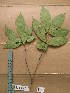  ( - WH213a_211)  @11 [ ] CreativeCommons - Attribution Non-Commercial Share-Alike (2013) Unspecified Herbarium de l'Université Libre de Bruxelles
