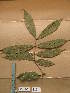  ( - WH213a_216)  @11 [ ] CreativeCommons - Attribution Non-Commercial Share-Alike (2013) Unspecified Herbarium de l'Université Libre de Bruxelles