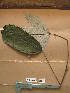  ( - WH213a_239)  @11 [ ] CreativeCommons - Attribution Non-Commercial Share-Alike (2013) Unspecified Herbarium de l'Université Libre de Bruxelles