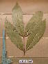  ( - WH213a_246)  @11 [ ] CreativeCommons - Attribution Non-Commercial Share-Alike (2013) Unspecified Herbarium de l'Université Libre de Bruxelles