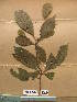  ( - WH213a_260)  @11 [ ] CreativeCommons - Attribution Non-Commercial Share-Alike (2013) Unspecified Herbarium de l'Université Libre de Bruxelles