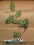  (Chrysophyllum pruniforme - WH213a_263)  @11 [ ] CreativeCommons - Attribution Non-Commercial Share-Alike (2013) Unspecified Herbarium de l'Université Libre de Bruxelles