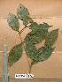  ( - WH213a_266)  @11 [ ] CreativeCommons - Attribution Non-Commercial Share-Alike (2013) Unspecified Herbarium de l'Université Libre de Bruxelles
