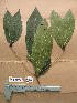  (Pavetta ixorifolia - WH213a_273)  @11 [ ] CreativeCommons - Attribution Non-Commercial Share-Alike (2013) Unspecified Herbarium de l'Université Libre de Bruxelles