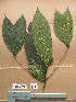  ( - WH213a_273)  @11 [ ] CreativeCommons - Attribution Non-Commercial Share-Alike (2013) Unspecified Herbarium de l'Université Libre de Bruxelles