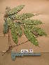  (Placodiscus oblongifolius - WH213a_276)  @11 [ ] CreativeCommons - Attribution Non-Commercial Share-Alike (2013) Unspecified Herbarium de l'Université Libre de Bruxelles