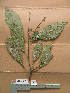  ( - WH213a_281)  @11 [ ] CreativeCommons - Attribution Non-Commercial Share-Alike (2013) Unspecified Herbarium de l'Université Libre de Bruxelles