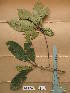  ( - WH213a_284)  @11 [ ] CreativeCommons - Attribution Non-Commercial Share-Alike (2013) Unspecified Herbarium de l'Université Libre de Bruxelles