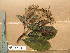  (Psychotria guineensis - WH213a_311)  @11 [ ] CreativeCommons - Attribution Non-Commercial Share-Alike (2013) Unspecified Herbarium de l'Université Libre de Bruxelles