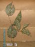  ( - WH213a_340)  @11 [ ] CreativeCommons - Attribution Non-Commercial Share-Alike (2013) Unspecified Herbarium de l'Université Libre de Bruxelles