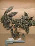  ( - WH213a_356)  @11 [ ] CreativeCommons - Attribution Non-Commercial Share-Alike (2013) Unspecified Herbarium de l'Université Libre de Bruxelles