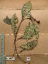  ( - WH213a_358)  @11 [ ] CreativeCommons - Attribution Non-Commercial Share-Alike (2013) Unspecified Herbarium de l'Université Libre de Bruxelles