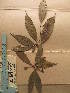  ( - WH213a_407)  @11 [ ] CreativeCommons - Attribution Non-Commercial Share-Alike (2013) Unspecified Herbarium de l'Université Libre de Bruxelles