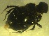  (Onthophagus australis - UNEIECOL00001)  @11 [ ] CreativeCommons - Attribution Non-Commercial Share-Alike  Unspecified Unspecified