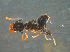  (Anonychomyrma itinerans - UNEIE00125)  @14 [ ] CreativeCommons  Attribution Non-Commercial Share-Alike  Unspecified University of New England, Australia