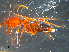  (Odontomachus turneri - UNEFKR00625)  @11 [ ] CreativeCommons  Attribution Non-Commercial Share-Alike  Unspecified University of New England, Australia