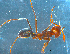  ( - UNEFKR00315)  @11 [ ] CreativeCommons  Attribution Non-Commercial Share-Alike  Unspecified University of New England, Australia