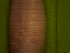  (Eudichogaster - EW-Z3-215)  @11 [ ] Unspecified (default): All Rights Reserved (2015) Shweta Yadav Dr Harisingh Gour Vishwavidyalaya,Sagar MP,India