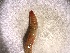  (Glyphidrilus - KEL17-804-29A1)  @11 [ ] Unspecified (default): All Rights Reserved (2017) Shweta Yadav Dr H S Gour Vishwavidylaya (Cental University),Sagar 470003 MP,India