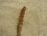  (Drawida gracilis - MNP17-1004-39A22)  @11 [ ] Unspecified (default): All Rights Reserved (2017) Shweta Yadav Dr H S Gour Vishwavidylaya (Cental University),Sagar 470003 MP,India