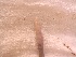  (Drawida bullata - MNP17-1047-42A6)  @11 [ ] Unspecified (default): All Rights Reserved (2017) Shweta Yadav Dr H S Gour Vishwavidylaya (Cental University),Sagar 470003 MP,India