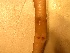  (Eutyphoeus - MNP17-1075-44A1)  @11 [ ] Unspecified (default): All Rights Reserved (2017) Shweta Yadav Dr H S Gour Vishwavidylaya (Cental University),Sagar 470003 MP,India