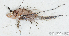  ( - LSF036B01)  @11 [ ] CreativeCommons - Attribution Non-Commercial Share-Alike (2017) Henitsoa Jaonalison IH.SM, Toliara, Madagascar