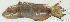  ( - S0002_007)  @11 [ ] CreativeCommons - Attribution Non-Commercial Share-Alike (2017) Henitsoa Jaonalison IH.SM, Toliara, Madagascar