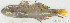  (Gobiidae_gen - S0002_012)  @11 [ ] CreativeCommons - Attribution Non-Commercial Share-Alike (2017) Henitsoa Jaonalison IH.SM, Toliara, Madagascar