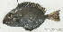  (Acanthurus sp_2HJ - S0002_014)  @11 [ ] CreativeCommons - Attribution Non-Commercial Share-Alike (2017) Henitsoa Jaonalison IH.SM, Toliara, Madagascar