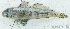  ( - S0003_007)  @11 [ ] CreativeCommons - Attribution Non-Commercial Share-Alike (2017) Henitsoa Jaonalison IH.SM, Toliara, Madagascar