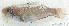  ( - S0003_011)  @11 [ ] CreativeCommons - Attribution Non-Commercial Share-Alike (2017) Henitsoa Jaonalison IH.SM, Toliara, Madagascar