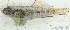 ( - S0003_027)  @11 [ ] CreativeCommons - Attribution Non-Commercial Share-Alike (2017) Henitsoa Jaonalison IH.SM, Toliara, Madagascar