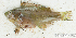  ( - S0004_018)  @11 [ ] CreativeCommons - Attribution Non-Commercial Share-Alike (2017) Henitsoa Jaonalison IH.SM, Toliara, Madagascar