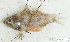  (Apogonidae_gen sp_1HJ - S0004_028)  @11 [ ] CreativeCommons - Attribution Non-Commercial Share-Alike (2017) Henitsoa Jaonalison IH.SM, Toliara, Madagascar