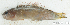  (Pseudochromis sp_1HJ - S0004_034)  @11 [ ] CreativeCommons - Attribution Non-Commercial Share-Alike (2017) Henitsoa Jaonalison IH.SM, Toliara, Madagascar