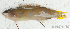  ( - S0005_029)  @11 [ ] CreativeCommons - Attribution Non-Commercial Share-Alike (2017) Henitsoa Jaonalison IH.SM, Toliara, Madagascar