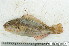  ( - S0006_005)  @11 [ ] CreativeCommons - Attribution Non-Commercial Share-Alike (2017) Henitsoa Jaonalison IH.SM, Toliara, Madagascar