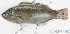  ( - S0007_020)  @11 [ ] CreativeCommons - Attribution Non-Commercial Share-Alike (2017) Henitsoa Jaonalison IH.SM, Toliara, Madagascar