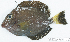  (Acanthurus sp_4HJ - S0007_023)  @11 [ ] CreativeCommons - Attribution Non-Commercial Share-Alike (2017) Henitsoa Jaonalison IH.SM, Toliara, Madagascar