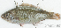  ( - S0007_035)  @11 [ ] CreativeCommons - Attribution Non-Commercial Share-Alike (2017) Henitsoa Jaonalison IH.SM, Toliara, Madagascar