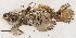  (Amblygobius semicinctus - S0008_016)  @11 [ ] CreativeCommons - Attribution Non-Commercial Share-Alike (2018) Henitsoa Jaonalison IH.SM, Toliara, Madagascar