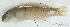  ( - S0009_013)  @11 [ ] CreativeCommons - Attribution Non-Commercial Share-Alike (2017) Henitsoa Jaonalison IH.SM, Toliara, Madagascar
