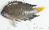  (Neopomacentrus fuliginosus - S0009_030)  @11 [ ] CreativeCommons - Attribution Non-Commercial Share-Alike (2017) Henitsoa Jaonalison IH.SM, Toliara, Madagascar