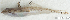  (Diplogrammus infulatus - S0012_017)  @11 [ ] CreativeCommons - Attribution Non-Commercial Share-Alike (2017) Henitsoa Jaonalison IH.SM, Toliara, Madagascar