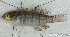 (Amblygobius sp_1HJ - S0013_011)  @11 [ ] CreativeCommons - Attribution Non-Commercial Share-Alike (2017) Henitsoa Jaonalison IH.SM, Toliara, Madagascar