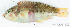  ( - S0014_001)  @11 [ ] CreativeCommons - Attribution Non-Commercial Share-Alike (2017) Henitsoa Jaonalison IH.SM, Toliara, Madagascar