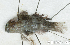  (Gobiidae_gen sp_2HJ - S0015_045)  @11 [ ] CreativeCommons - Attribution Non-Commercial Share-Alike (2017) Henitsoa Jaonalison IH.SM, Toliara, Madagascar