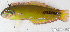  (Labridae_gen sp_11HJ - S0016_010)  @11 [ ] CreativeCommons - Attribution Non-Commercial Share-Alike (2017) Henitsoa Jaonalison IH.SM, Toliara, Madagascar