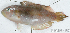  ( - S0017_002)  @11 [ ] CreativeCommons - Attribution Non-Commercial Share-Alike (2017) Henitsoa Jaonalison IH.SM, Toliara, Madagascar